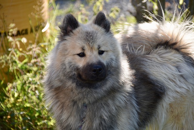 狗 狗Eurasier 狗肖像 - 上的免费照片