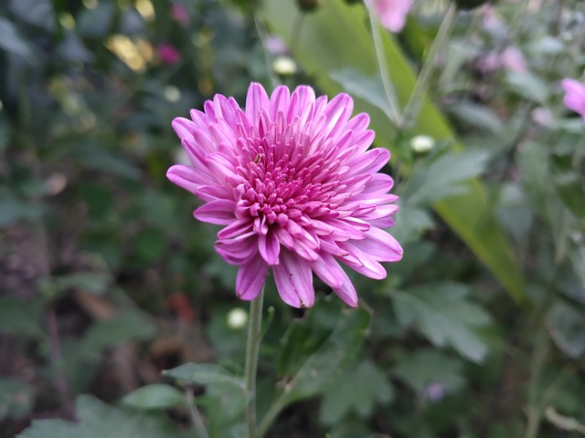 花朵 自然 爱 - 上的免费照片
