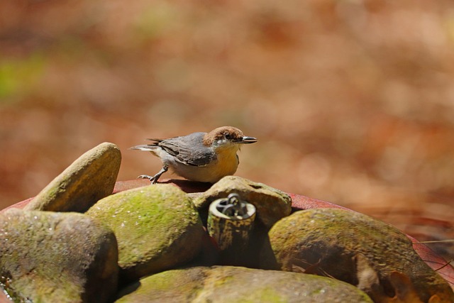 鸟 野生动物 棕色和棕色 - 上的免费照片