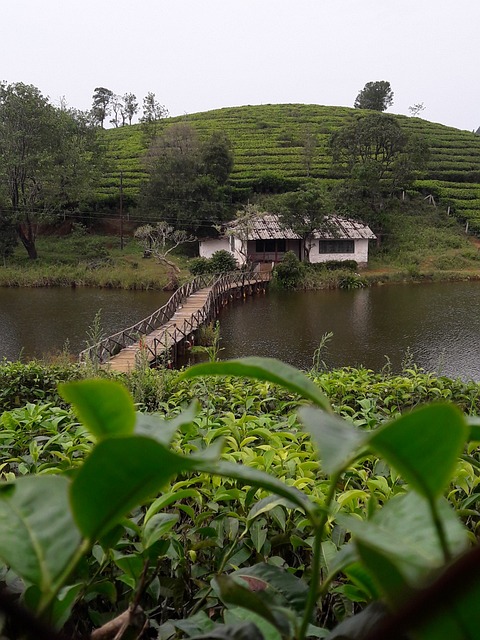 Vagamon 伊杜基 生长 - 上的免费照片