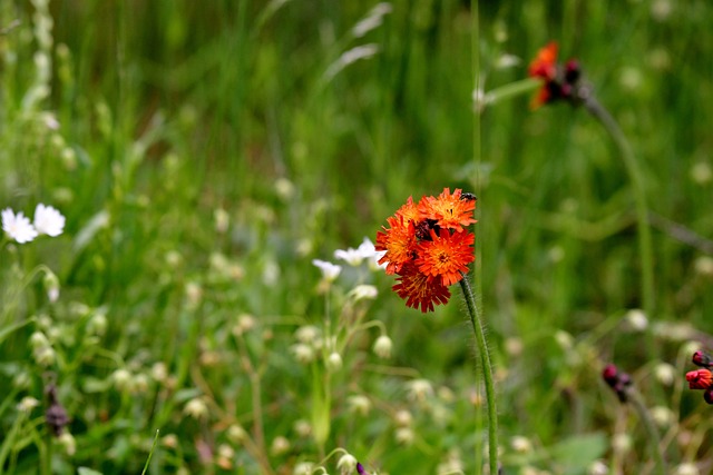鹰草 植物 花卉 - 上的免费照片