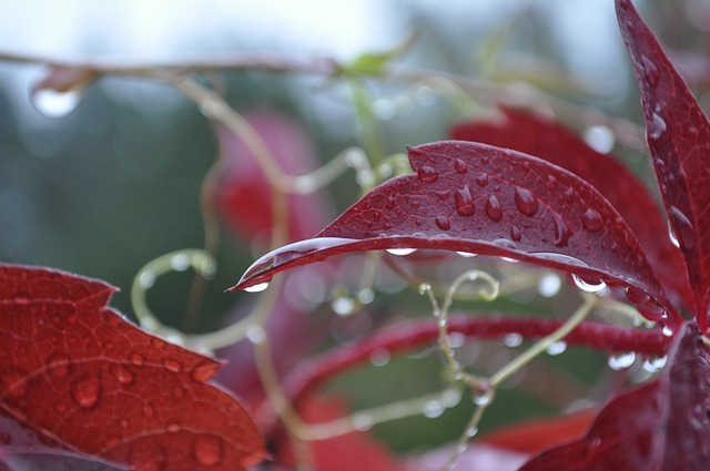 爬山虎 Vitaceae Vitales - 上的免费照片