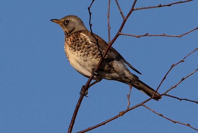 红翼 Fieldfare 迁徙的鸟 - 上的免费照片