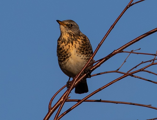 红翼 Fieldfare 迁徙的鸟 - 上的免费照片