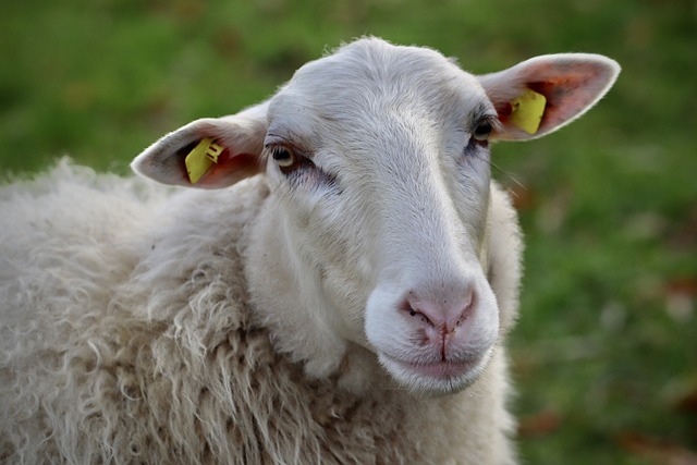 羊 Schafkopf 羊毛 - 上的免费照片