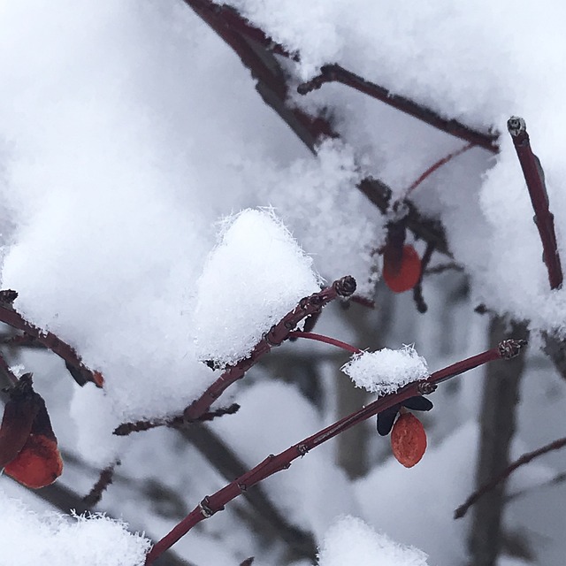 雪 加拿大 冰晶体 - 上的免费照片