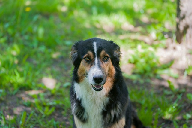 狗 Borde R牧羊犬 - 上的免费照片