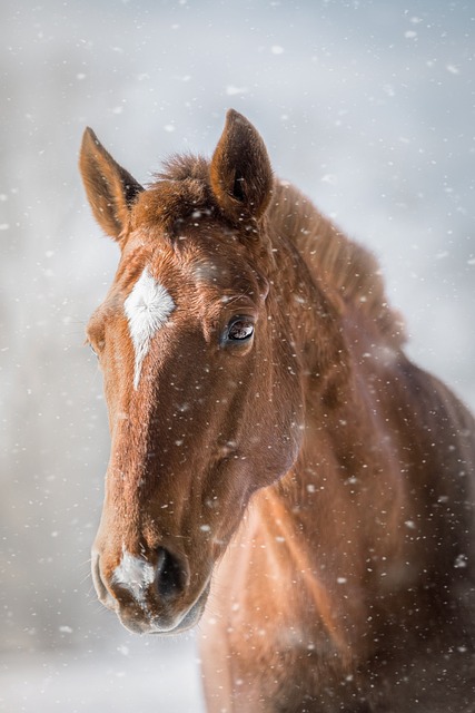 马 马头 冬天 - 上的免费照片