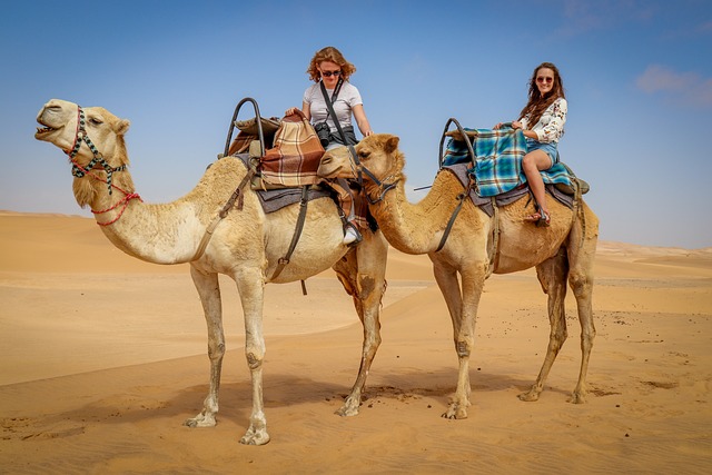 骆驼 沙漠 纳米布沙漠 - 上的免费照片