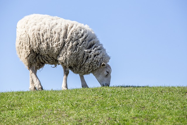 羊 草 家畜 - 上的免费照片