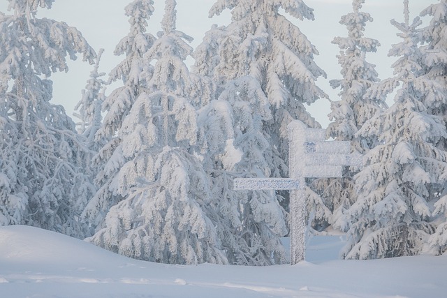 雪 树木 街道路标 - 上的免费照片