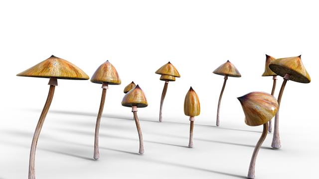 蘑菇 迷幻的 Psilocybe - 上的免费图片