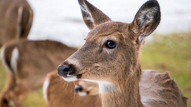 鹿 母鹿 动物 - 上的免费照片