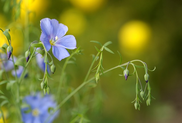蓝色亚麻 花朵 蓝色花朵 - 上的免费照片
