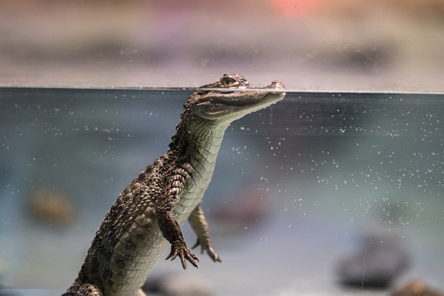 鳄鱼 爬虫 水 - 上的免费照片