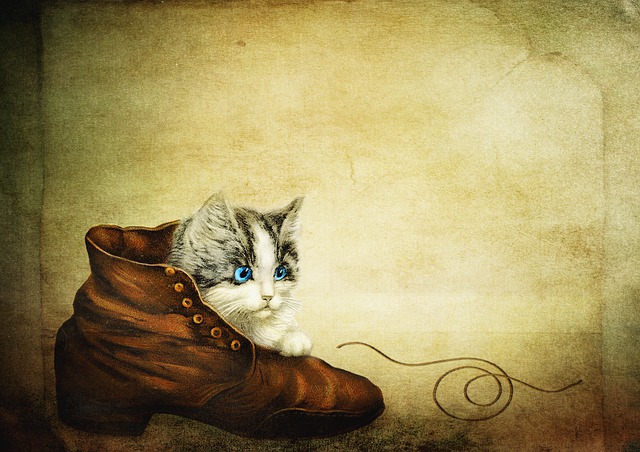 猫 鞋子 小猫 - 上的免费图片