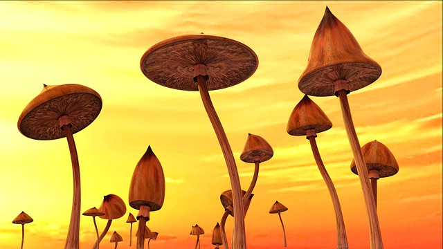 蘑菇 Psilocybe 迷幻的 - 上的免费图片