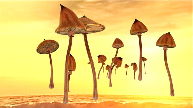 蘑菇 Psilocybe 迷幻的 - 上的免费图片