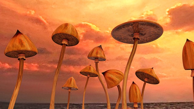 蘑菇 Psilocybe 迷幻的 - 上的免费图片