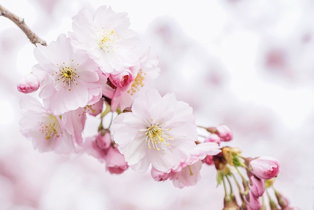 樱花 花瓣 自然 - 上的免费照片