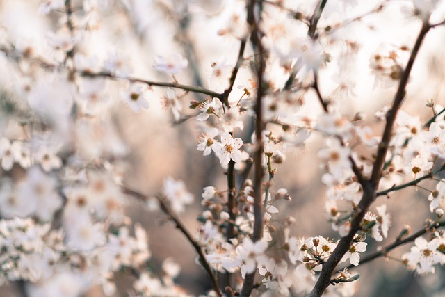 自然 花朵 白色的 - 上的免费照片