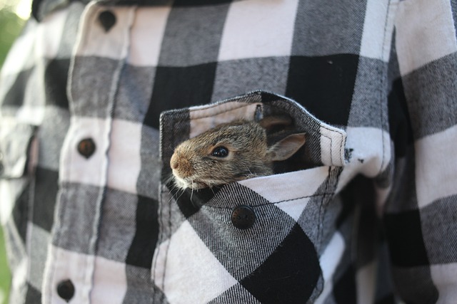 兔子 动物 可爱的 - 上的免费照片