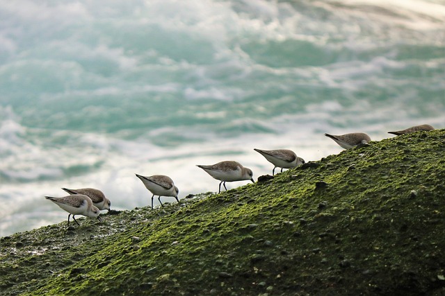 海鸟 海洋 海 - 上的免费照片