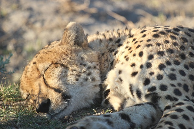 动物 睡觉 野猫 - 上的免费照片