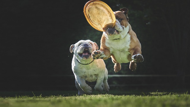 斗牛犬 狗 跳 - 上的免费照片