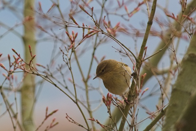 Chiffchaff 鸟 枝杈 - 上的免费照片