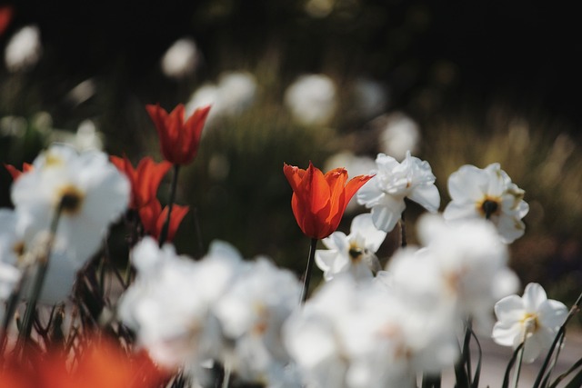 花 郁金香 水仙花 - 上的免费照片