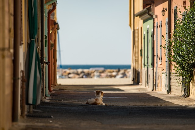 街道 狗 海 - 上的免费照片