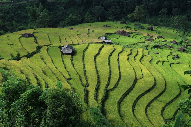 景观 梯田 越南 - 上的免费照片