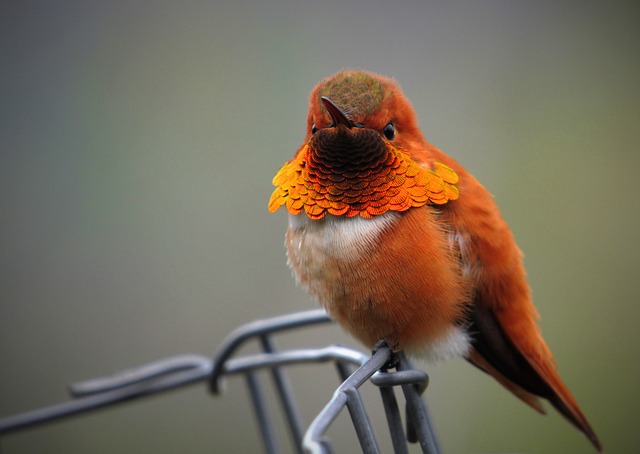 棕红色 蜂鸟 嗡嗡声 - 上的免费照片
