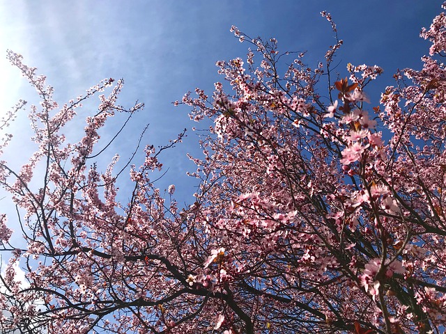 花 蓝色 小花 - 上的免费图片