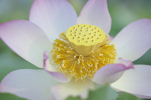 Lotus Blossom Flower - 上的免费照片