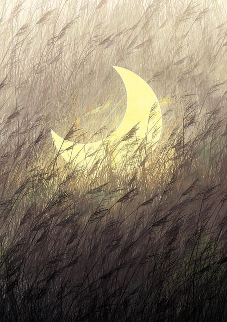 月亮 草 芦苇 - 上的免费图片