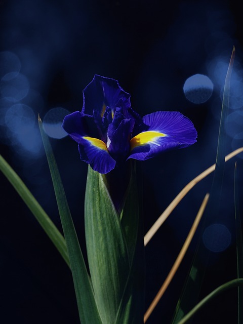 荷兰鸢尾 蓝花 花 - 上的免费照片