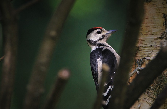 大斑的啄木鸟 啄木鸟 幼兽 - 上的免费照片