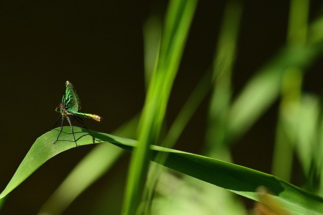 蜻蜓 绿色 翅膀 - 上的免费照片
