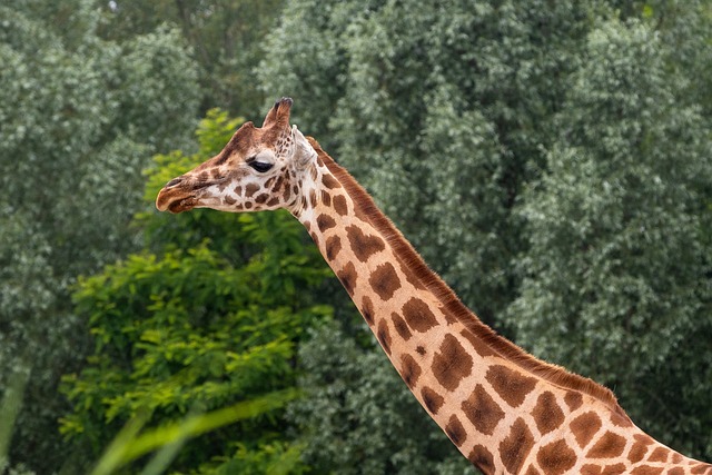 动物园 长颈鹿 动物 - 上的免费照片