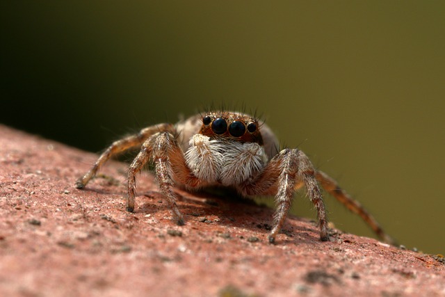 蜘蛛 跳线 昆虫 - 上的免费照片