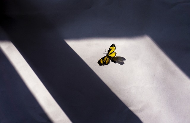 蝴蝶 窗户 艺术 - 上的免费照片