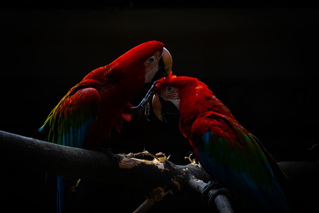 鹦鹉 金刚鹦鹉 鸟 - 上的免费照片