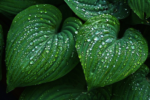 叶子 湿的 雨滴 - 上的免费图片