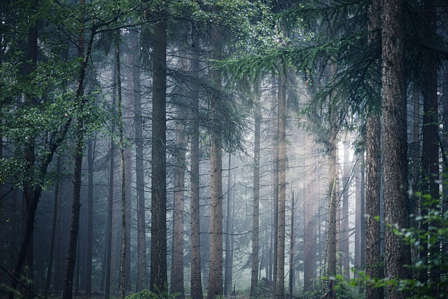 森林 树木 多雾路段 - 上的免费照片