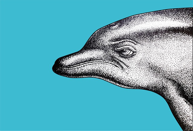 海豚 手绘插图 点彩派 - 上的免费图片