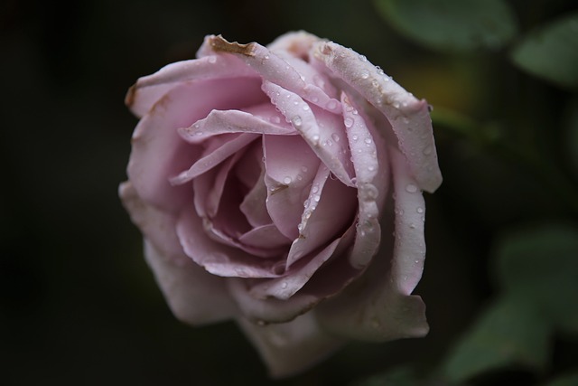 蓝月亮玫瑰 玫瑰 花 - 上的免费照片
