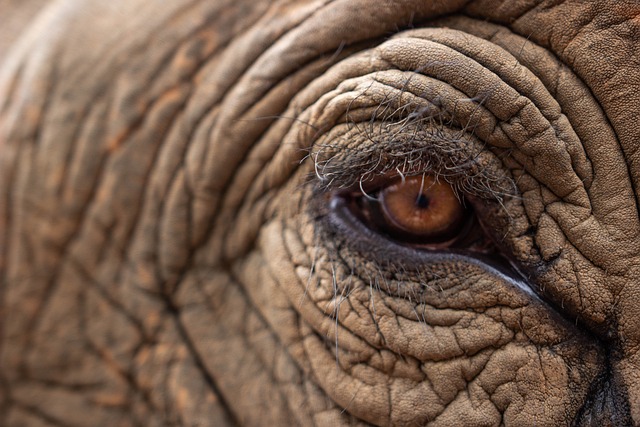 大象的眼睛 大象 厚皮动物 - 上的免费照片