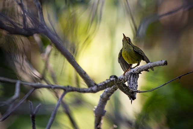 布朗喉太阳鸟 鸟 动物 - 上的免费照片